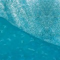 Фолио за водни площи 320х210мм Auhagen 76951 Фолио за водни площи 320х210мм Auhagen 76951